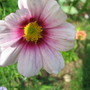 Cosmos (Cosmos bipinnatus)