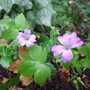 Gernium nodusum 'Svelte Lilac' (Geranium nodosum (Hardy geranium) 'Svelte Lilac')