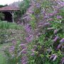 Hebe in full bloom. (Hebe)