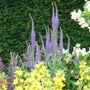 Veronica longifolia. (Veronica longifolia)