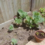 Spring Cabbages