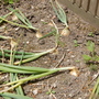 Senshyu Yellow Onions - ready for harvest?