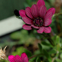Purple_flower