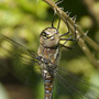 Dragonfly (Migrant Hawker (Aeshna mixta))