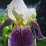 iris (Iris germanica (Orris))