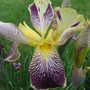 iris (Iris germanica (Orris))