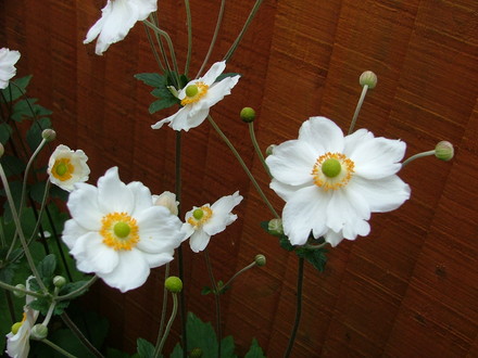 Imported_Photos_00081.jpg