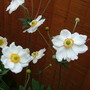 Imported_photos_00081