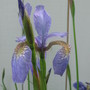 Siberian Iris (Iris sibirica (Siberian iris))