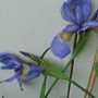 Siberian Iris (Iris sibirica (Siberian iris))
