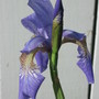 Siberian Iris (Iris sibirica (Siberian iris))