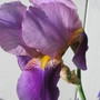 iris (Iris germanica (Orris))