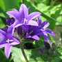  clustered bell flower (Campanula glomerata (Clustered bellflower))