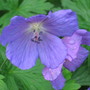 geranium (Geranium cinereum (Hardy geranium))