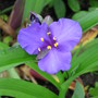 spiderwort (Tradescantia virginiana (Spiderwort))