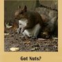 Got_nuts