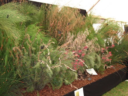 Grasses at the AG show