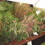 Grasses at the AG show