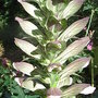 Acanthus spinosus