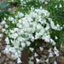 Campanula cochleariifolia 'White Baby' (Campanula cochleariifolia 'White Baby')