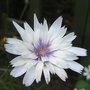 Catanche_caerulea__bicolor_