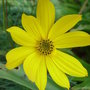 Coreopis_grandiflora