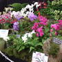 A display of orchids at the AG show