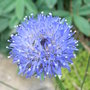 Jasione laevis 'Blue Light' (Jasione laevis 'Blue Light')