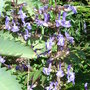 Salvia forsskaolii (Salvia forsskaolii)