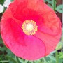 A garden flower photo (Papaver rhoeas (Corn poppy))