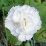 A garden flower photo (Dianthus)