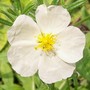 A garden flower photo (helianthemum)