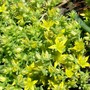 A garden flower photo (sedum)
