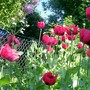 25_6_6.jpg (Papaver commutatum)