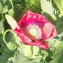 25_6_7.jpg (Papaver commutatum)