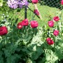 25_6_8.jpg (Papaver commutatum)