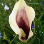 calla lily (zantedeschia)