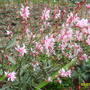 Gaura lindheimeri (Gaura lindheimeri (Gaura))