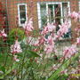 Gaura lindheimeri (Gaura lindheimeri (Gaura))
