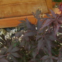 Acer palmatum (Acer palmatum)