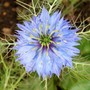 2_7_7.jpg (Nigella damascena (Love-in-a-mist))