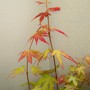 2_7_8.jpg (Acer palmatum)