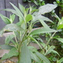 Buddleja davidii (Buddleja davidii Black Knight)