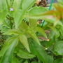 Jasminum officinale (Jasminum officinale)