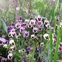 2_7_10.jpg (viola)