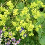 Alchemilla mollis