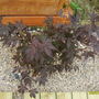 Acer palmatum (Acer palmatum)