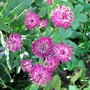 2_7_13.jpg (astrantia major)