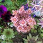 2_7_14.jpg (Sempervivum tectorum)