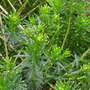 heather (heather)